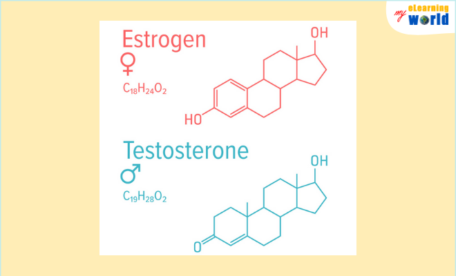The Chemical Composition of Testosterone and Estrogen