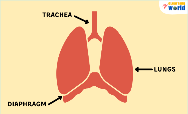 The Diaphragm Is Located Under The Lungs