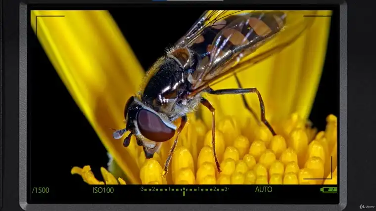 Macro Photography & Focus Stacking Made Easy (Udemy)